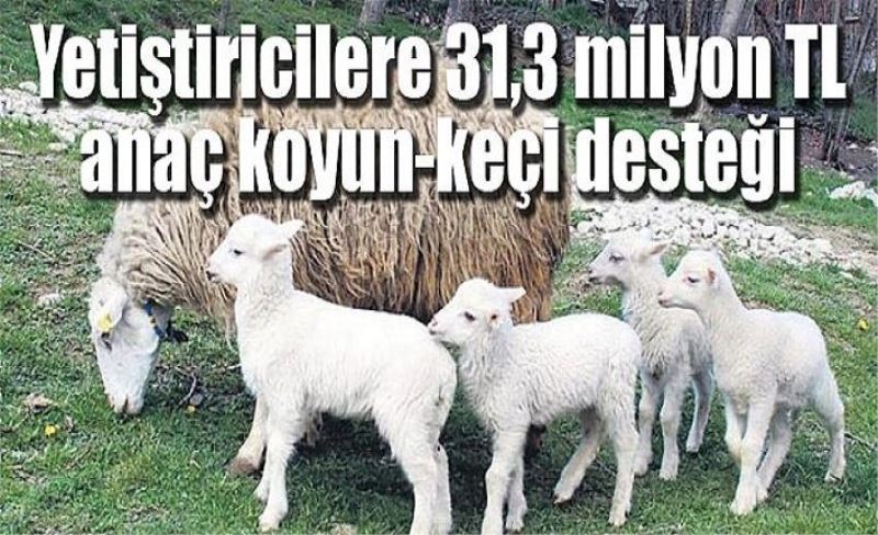 Vanlı yetiştiricilere 31,3 milyon TL anaç koyun-keçi desteği