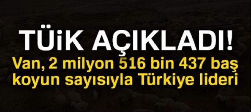 Van, 2 milyon 516 bin 437 baş koyun sayısıyla Türkiye lideri