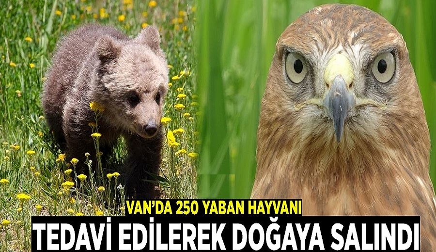 Van’da 250 yaban hayvanı tedavi edilerek doğaya salındı