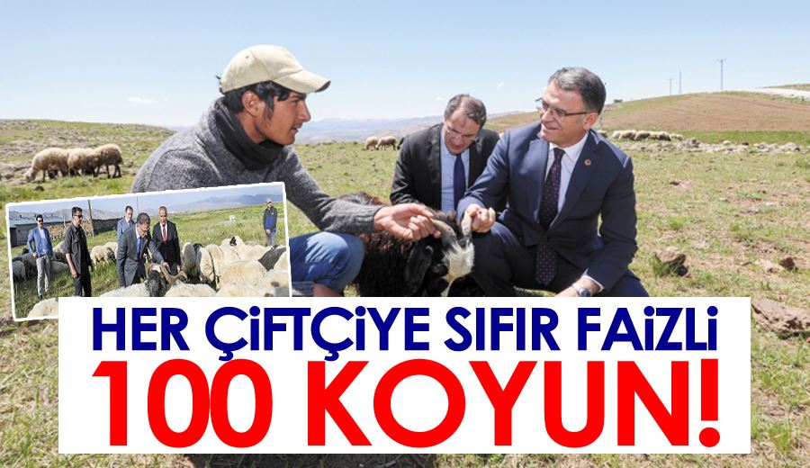 Her çiftçiye sıfır faizli 100 koyun!