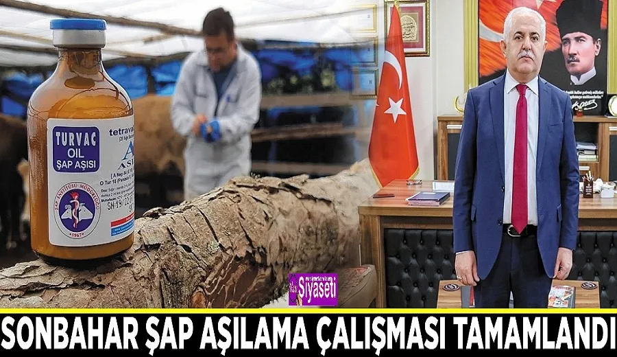 Sonbahar şap aşılama çalışması tamamlandı