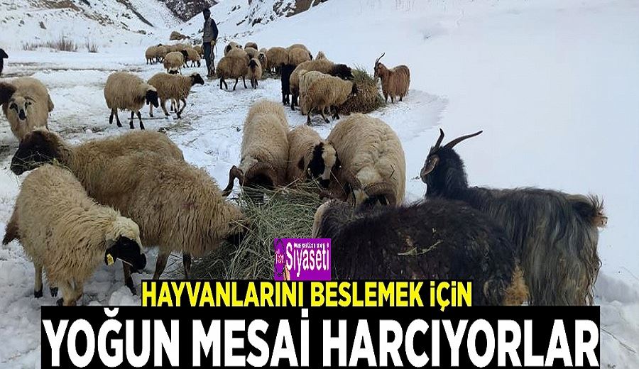 Hayvanlarını beslemek için yoğun mesai harcıyorlar