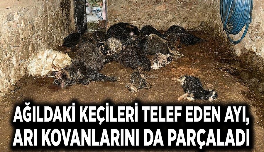 Ağıldaki keçileri telef eden ayı arı kovanlarını da parçaladı