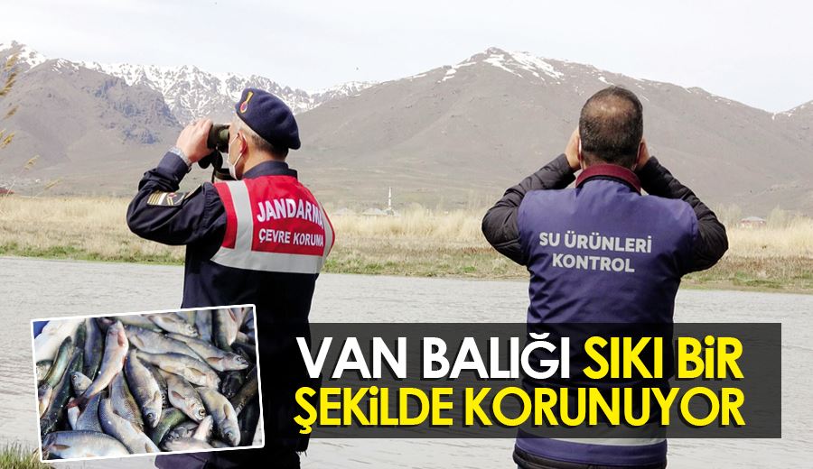 Van Balığı sıkı bir şekilde korunuyor