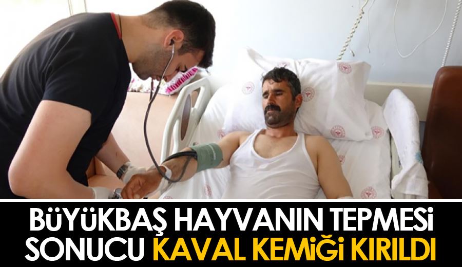 Büyükbaş hayvanın tepmesi sonucu kaval kemiği kırıldı