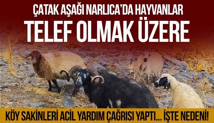 Çatak Aşağı Narlıca’da hayvanlar telef olmak üzere!