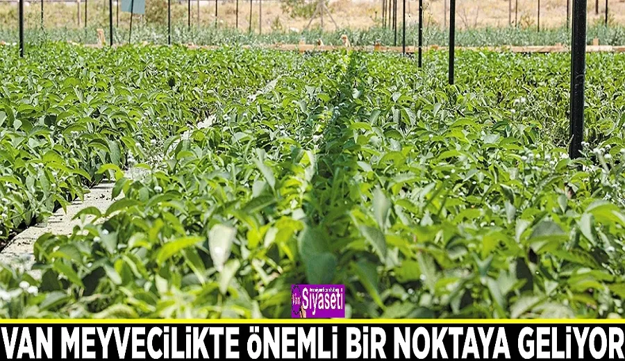 Van meyvecilikte önemli bir noktaya geliyor