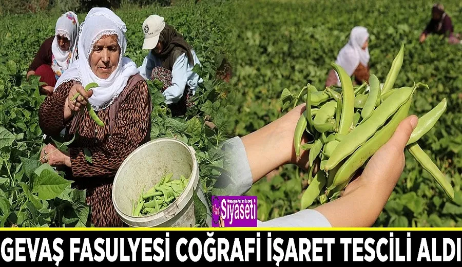 Gevaş fasulyesi coğrafi işaret tescili aldı
