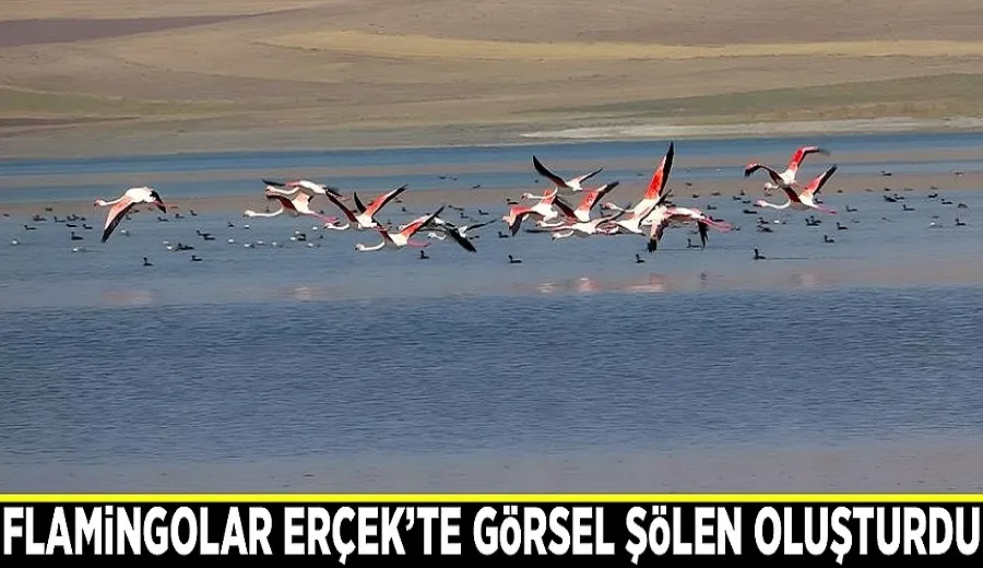 Flamingolar Erçek’te görsel şölen oluşturdu