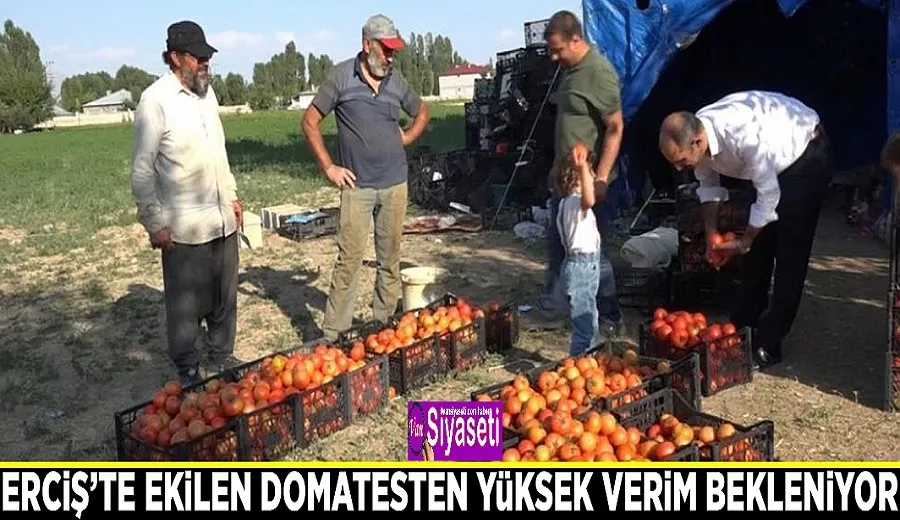 Erciş’te ekilen domatesten yüksek verim bekleniyor
