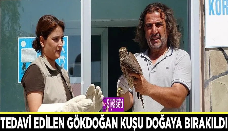 Tedavi edilen gökdoğan kuşu doğaya bırakıldı