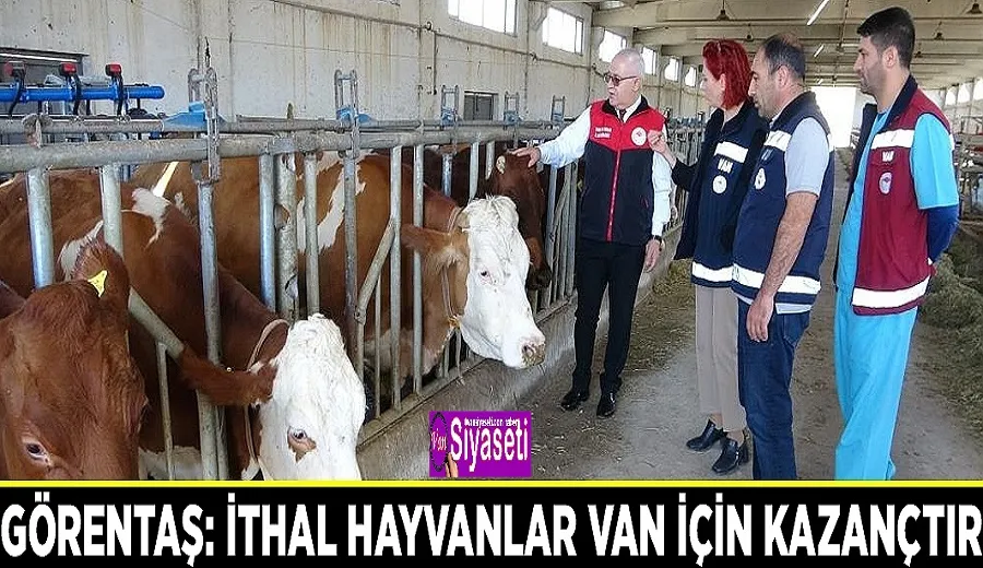 Görentaş: İthal hayvanlar Van için kazançtır