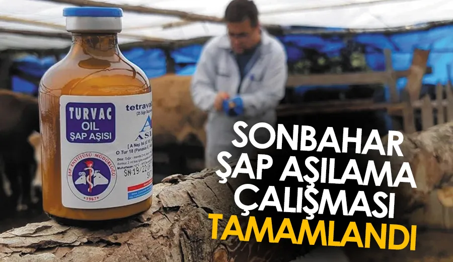 Sonbahar şap aşılama çalışması tamamlandı