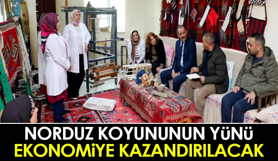 Norduz Koyununun yünü ekonomiye kazandırılacak