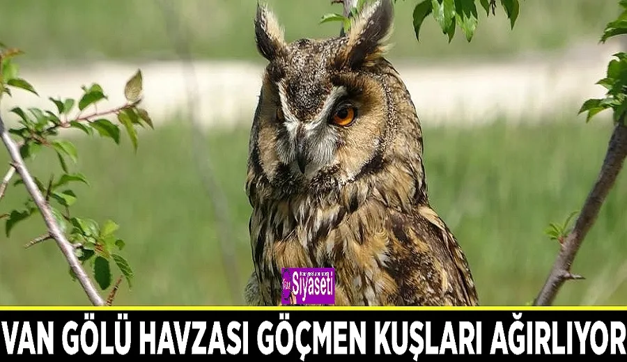 Van Gölü Havzası göçmen kuşları ağırlıyor