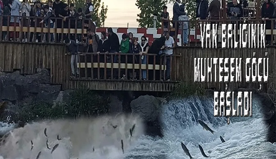 Van balığının zorlu yolculuğu başladı