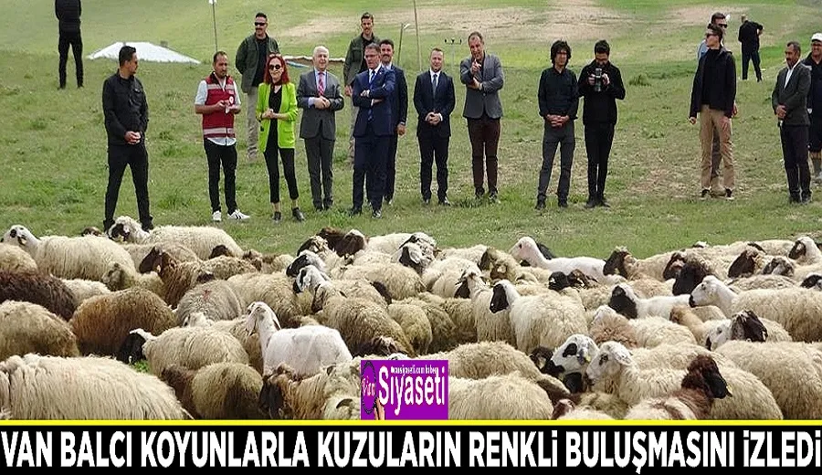Van Balcı koyunlarla kuzuların renkli buluşmasını izledi