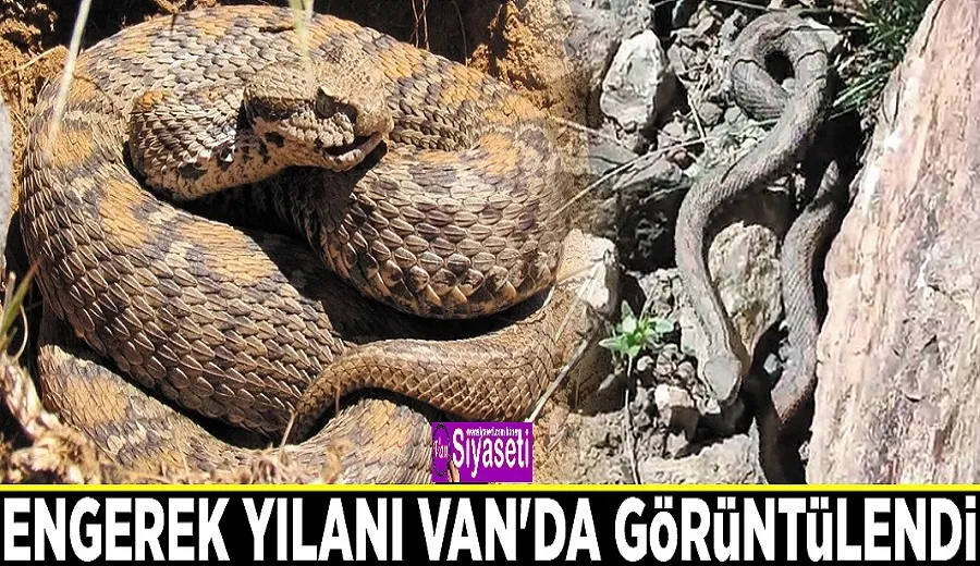 Engerek yılanı Van