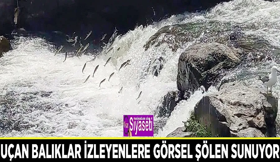Uçan balıklar izleyenlere görsel şölen sunuyor