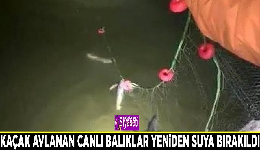 Kaçak avlanan canlı balıklar yeniden suya bırakıldı