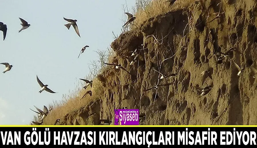 Van Gölü havzası kırlangıçları misafir ediyor