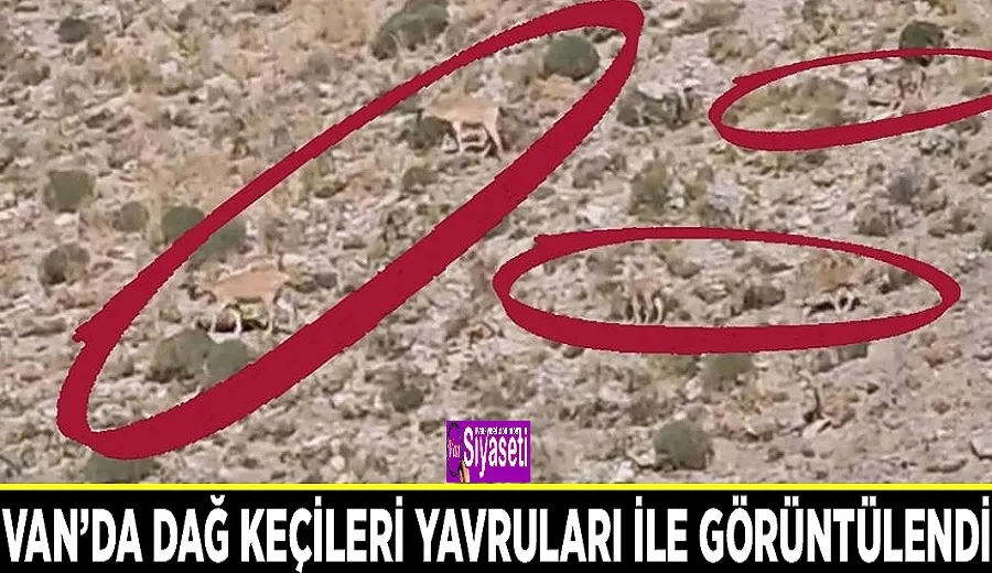 Van’da dağ keçileri yavruları ile görüntülendi