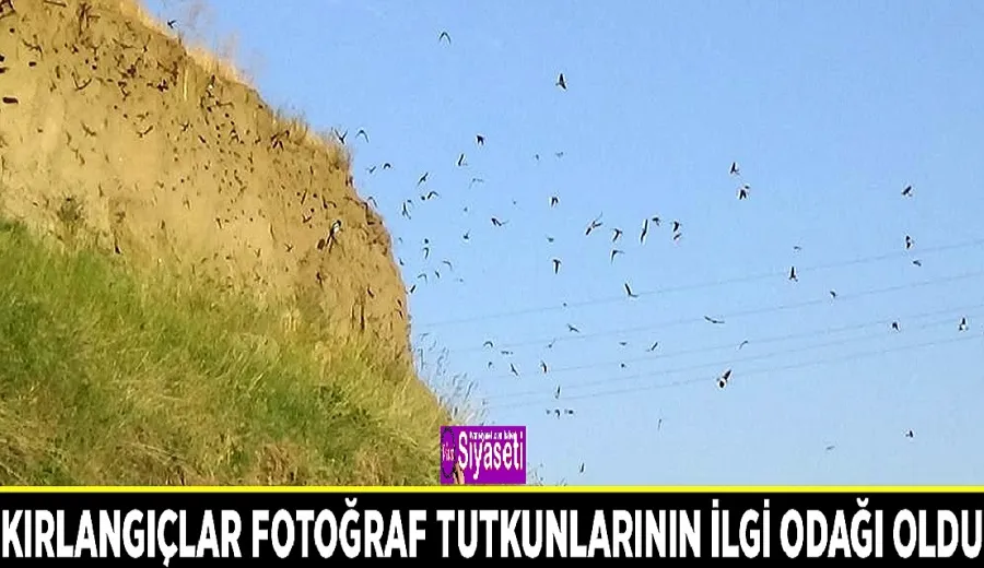 Kırlangıçlar fotoğraf tutkunlarının ilgi odağı oldu