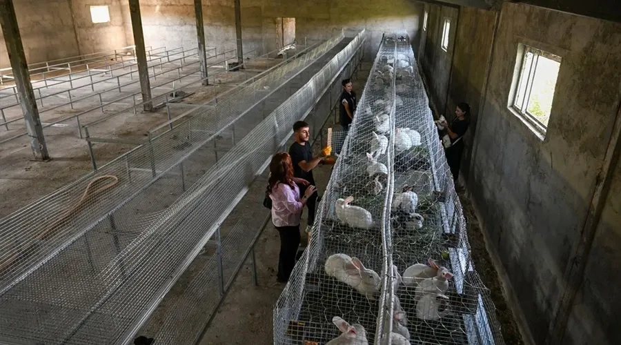 Van’da Genç Girişimci, Yeni Zelanda Tavşanları ile Fark Yaratıyor