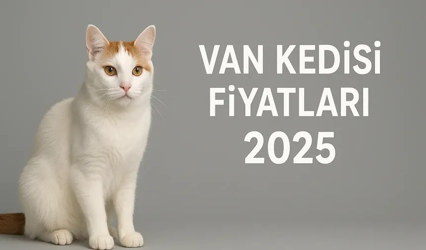 Van Kedisi Fiyatları 2025