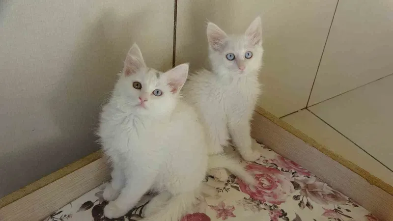 Van kedileri için ‘kırmızı alarm’ kaldırıldı