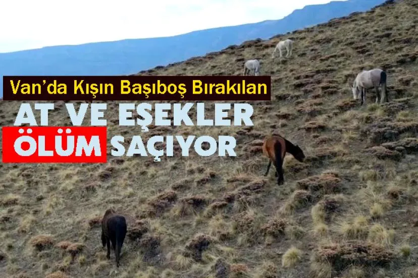 Başıboş bırakılan at ve eşekler hem trafiği hem yaban hayatını tehdit ediyor