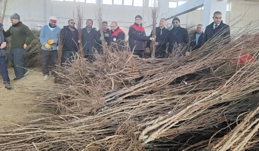 Vanlı çiftçilere fidan desteği…