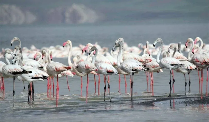 Erçek Gölü’nde Flamingo Ziyareti Başladı
