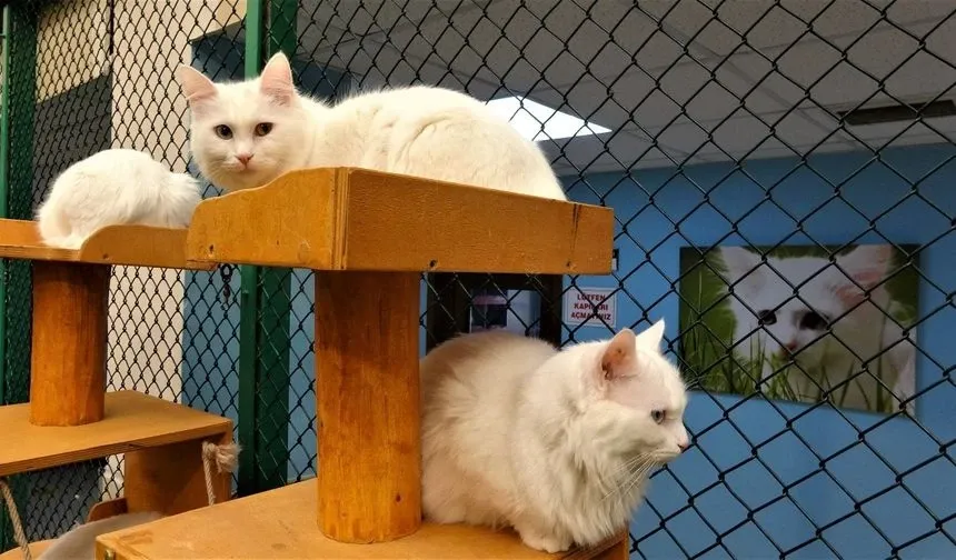 Van Kedileri Yine İlgi Odağı: Kedi Villası 2025