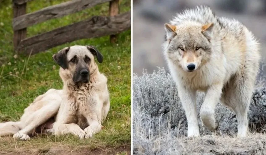 Kurtlar ve Köpekler Arasındaki Akrabalık Van’da Araştırılıyor