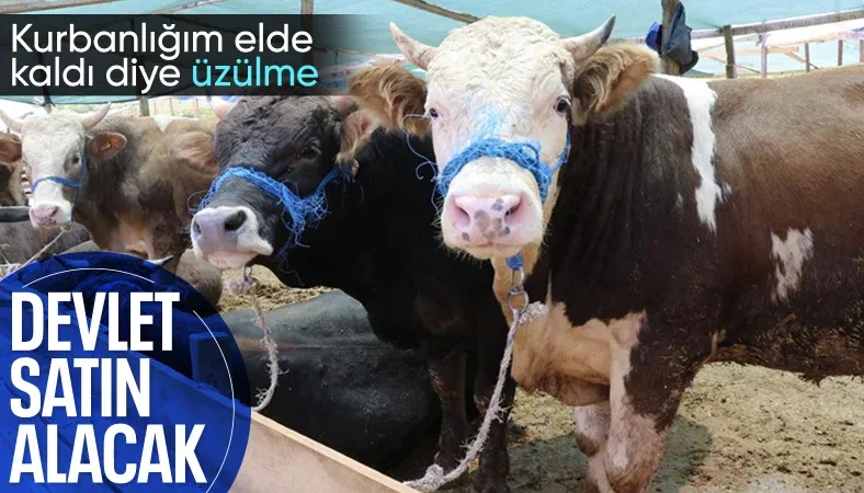  Bayramda satılamayan kurbanlıkları Et ve Süt Kurumu alacak