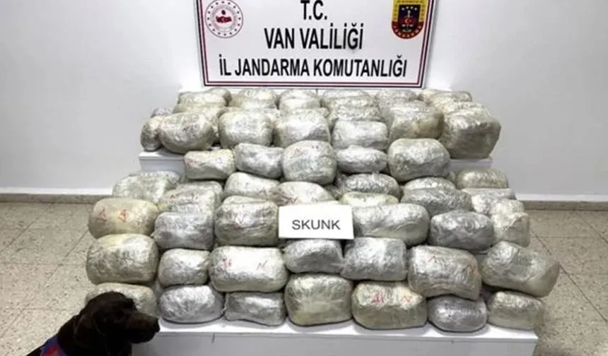 Van’da 70 Kilogram Skunk Ele Geçirildi