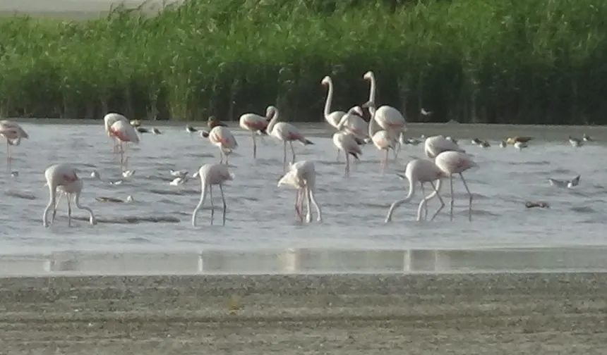 Doğanın Tablolaştığı Anlar: Erçek Gölü’nde Flamingo Göçü