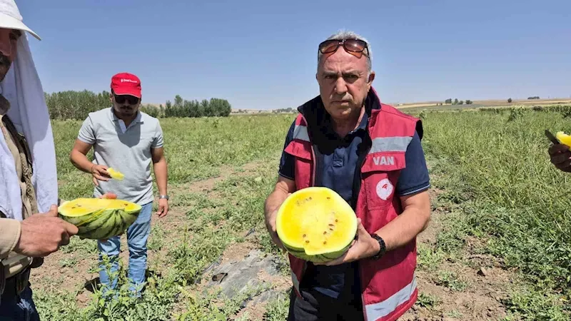 Van’da sarı karpuz dönemi başladı
