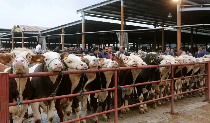 Van’da Şap Hastalığı Nedeniyle Kapatılan Hayvan Pazarı Yeniden Açıldı