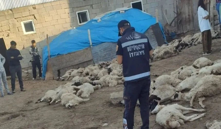 Van’da Kurt Saldırısı: 111 Koyun Telef Oldu