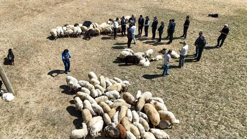 Vali Balcı: 