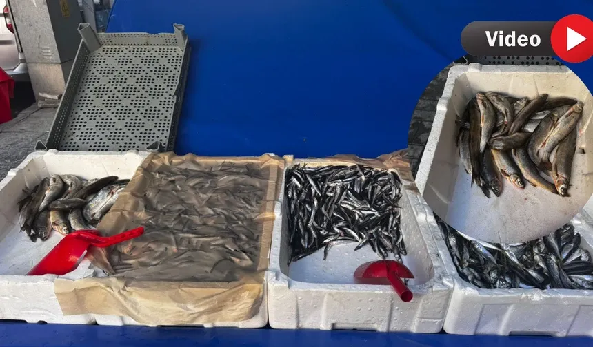 İnci Kefali Tezgâhlarda Yerini Aldı: Van Balığına Yoğun İlgi