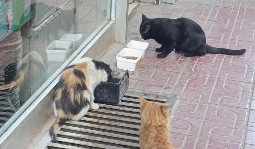 Van Esnafı Sokak Hayvanlarının Yanında