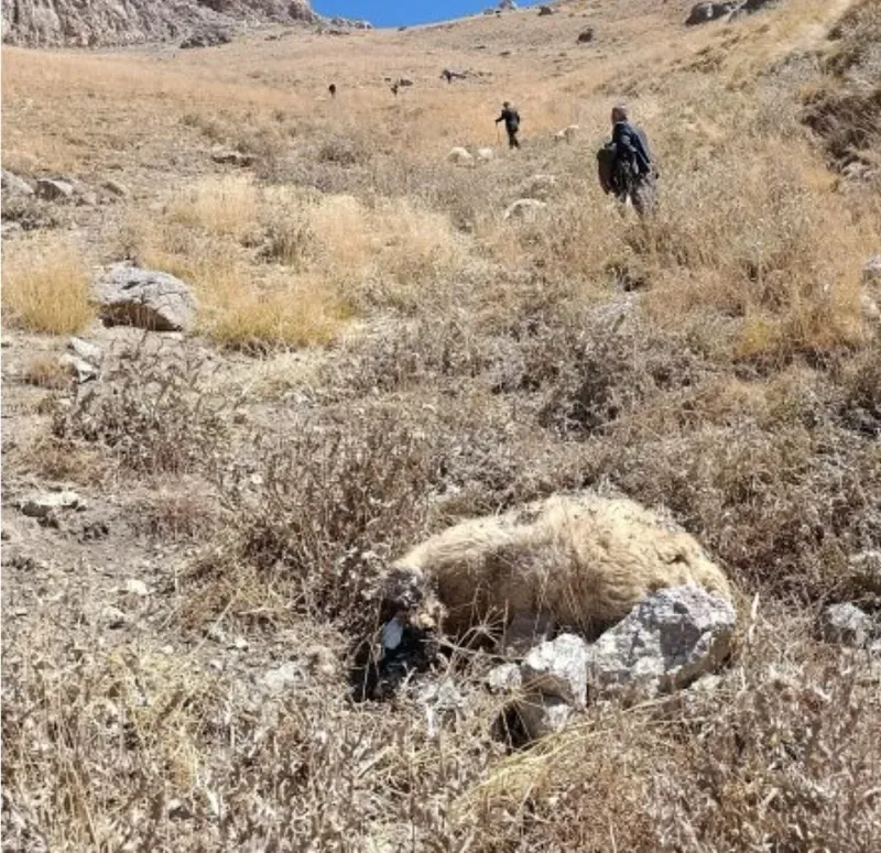 Başkale’de kurt saldırısı: Onlarca koyun telef oldu
