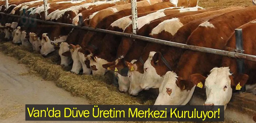 Van’da Düve Üretim Merkezi Kuruluyor!