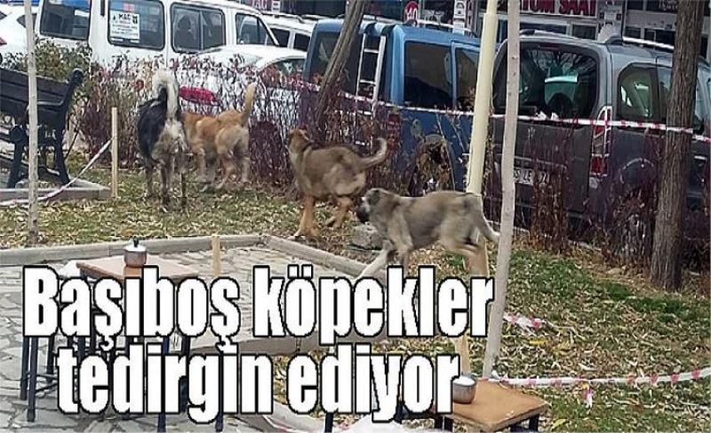 Başıboş köpekler tedirgin ediyor