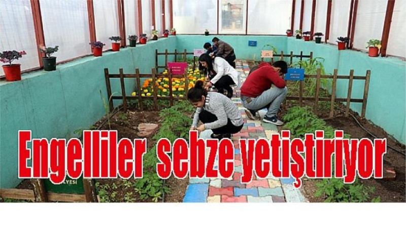 Engelliler serada sebze yetiştiriyor