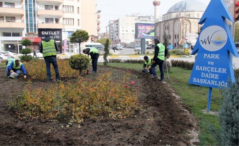 Van’da 100 Bin Lale Ve Sümbül Soğanı Ekildi