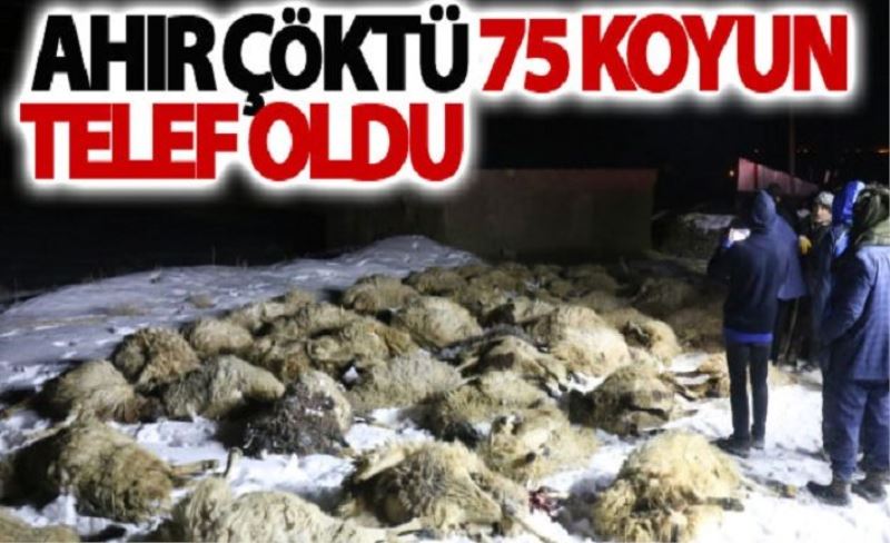 Gürpınar'da ahır çöktü 75 koyun telef oldu